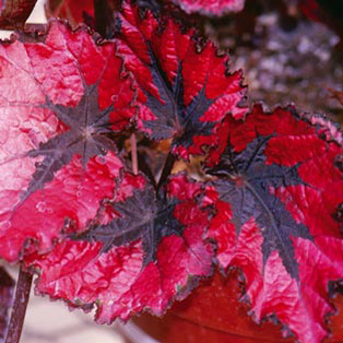 B. ‘Omaha Beefsteak’